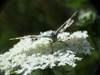 /album/fenykepgaleria/dscf1752-jpg/