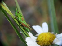 /album/fenykepgaleria/dscf1902-jpg/